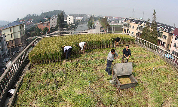 武川縣頂賬房最新動態解析，最新消息及其影響之我見