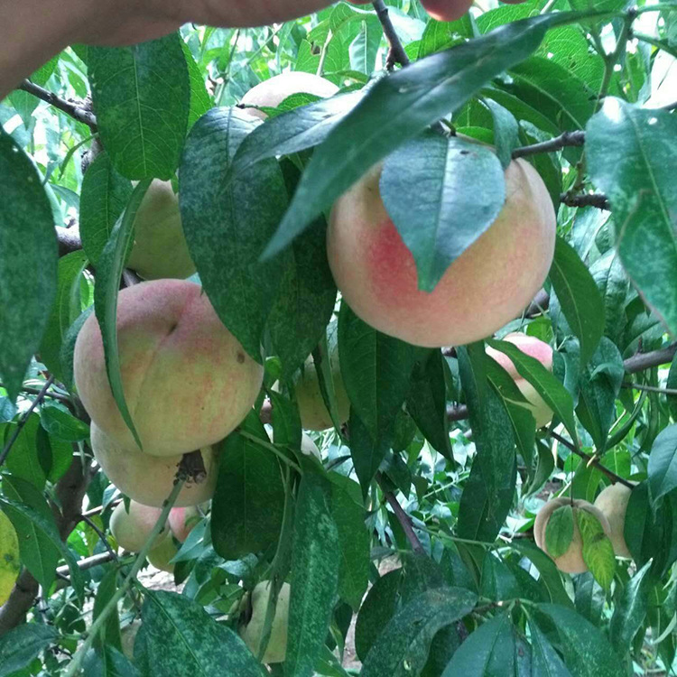 春曉桃新品種早桃,學習、自信與成就的力量探索