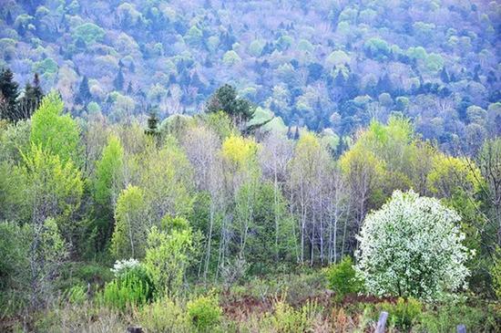 吉林省林業改革最新動態更新