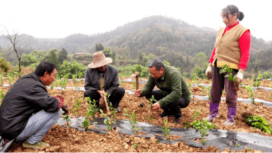 旺蒼縣黃洋鎮最新項目,三大驅動力助推地方發展
