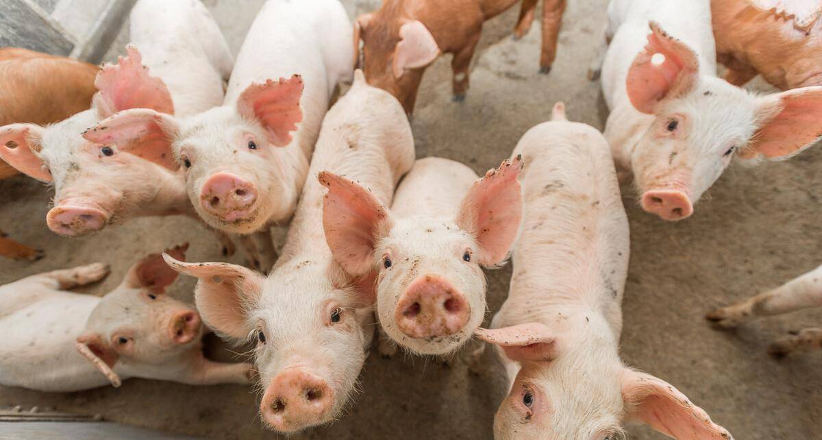 沂水今日豬價最新消息及觀點論述揭秘