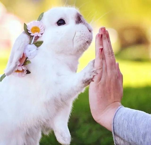 一歲女嬰小白羊現象最新觀察與觀點論述