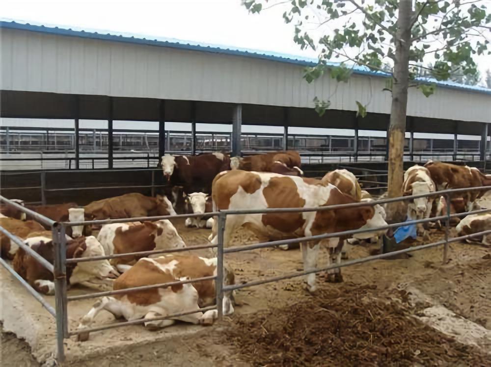 大康農業股票最新動態，自然美景探索之旅的心靈寧靜啟航