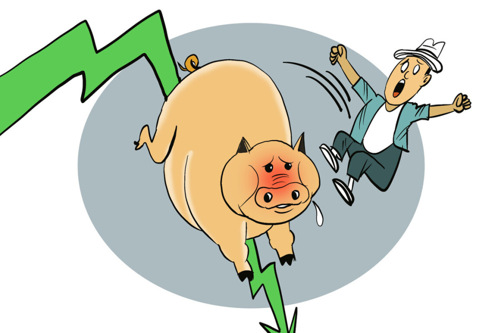 甘肅豬價實時更新，今日最新消息及市場動態????