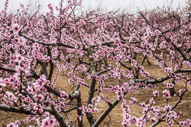 虞城濕地公園最新進展詳解，全面指南與步驟揭秘