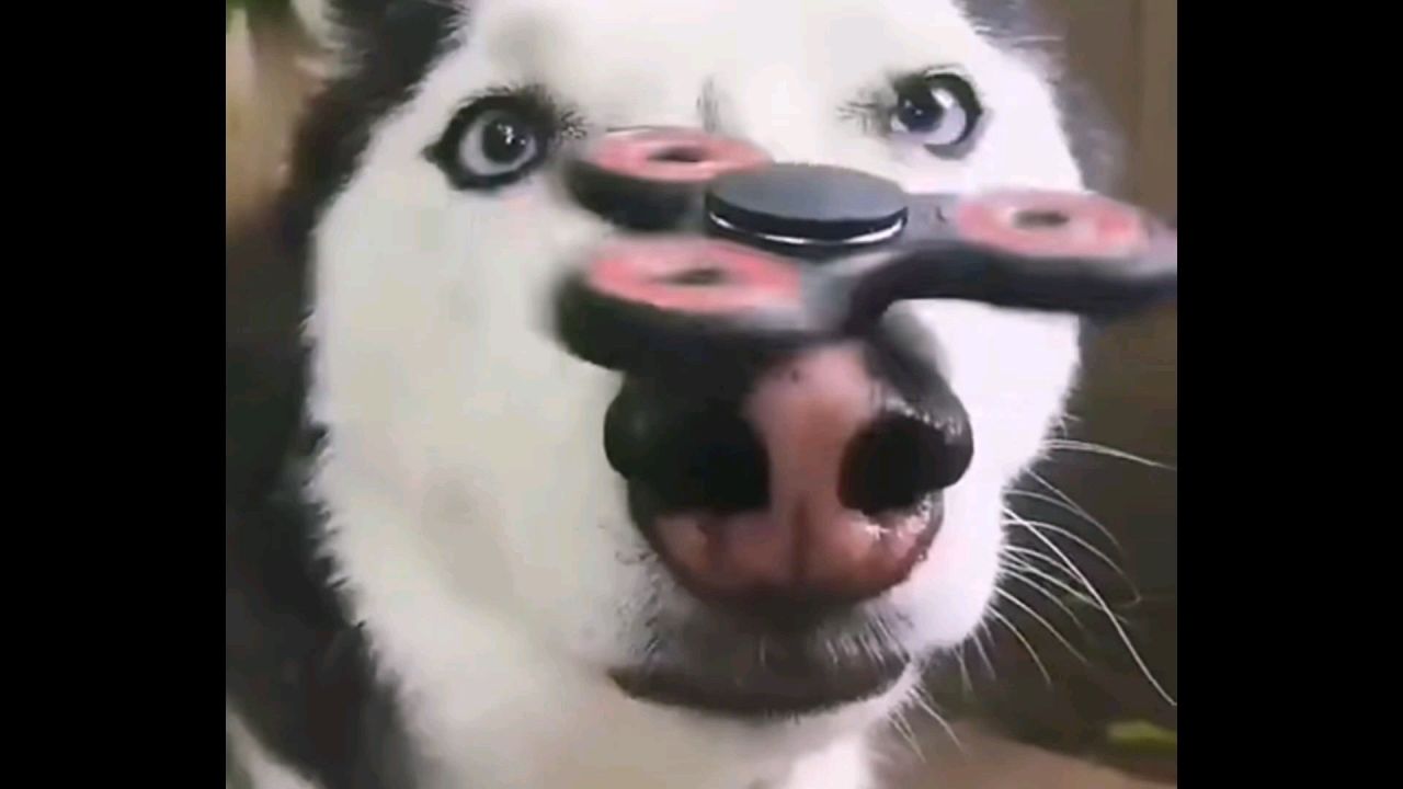 最新爆款萌寵視頻，展現自信與成就感的萌寵魅力