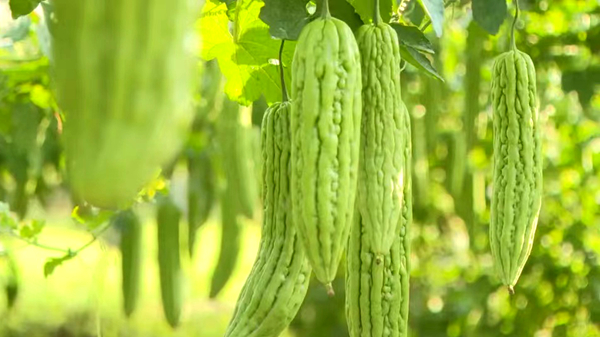 苦瓜網最新地址探索與觀點闡述分享指南