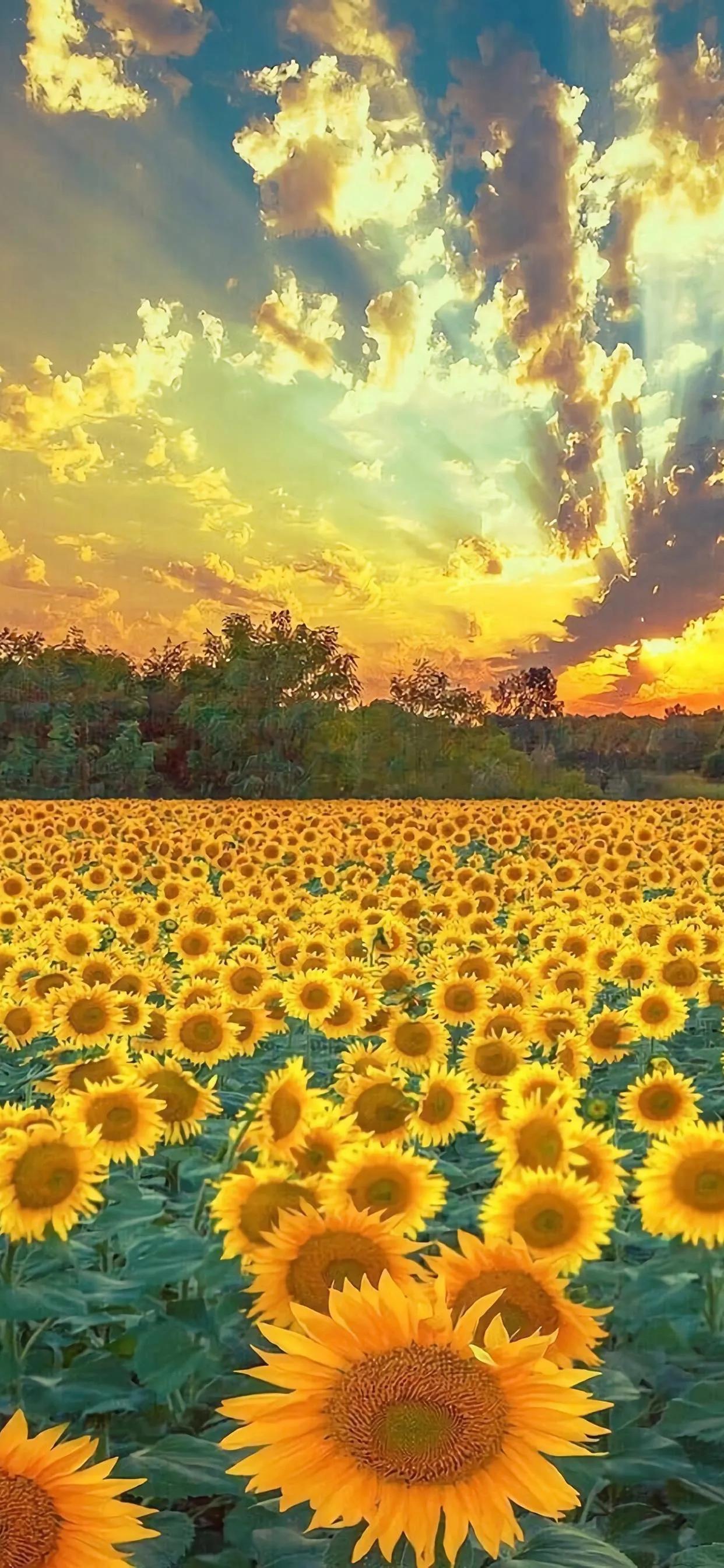 抖音最新歌曲2024,學習旋律與自信交響的成就之路