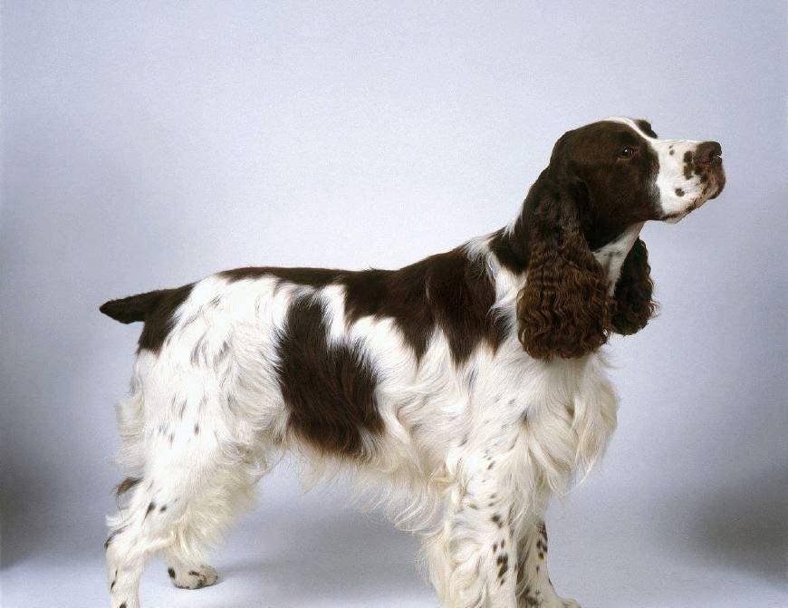 賓格狗，價格、圖片及作為自然探險伙伴的溫馨陪伴與心靈港灣