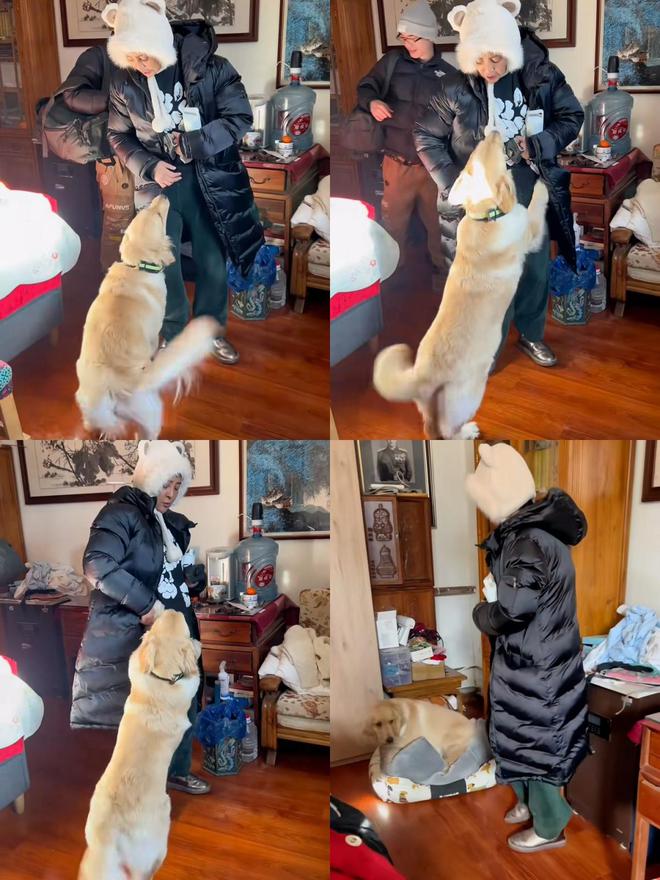 小狗最新動態揭秘，當下生活狀態與趨勢觀察分析