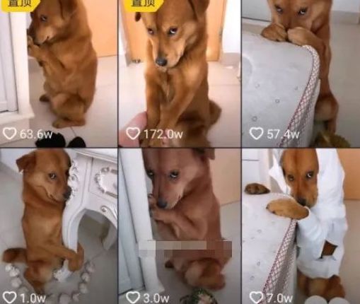 小狗最新動態揭秘,當下生活狀態與趨勢觀察分析