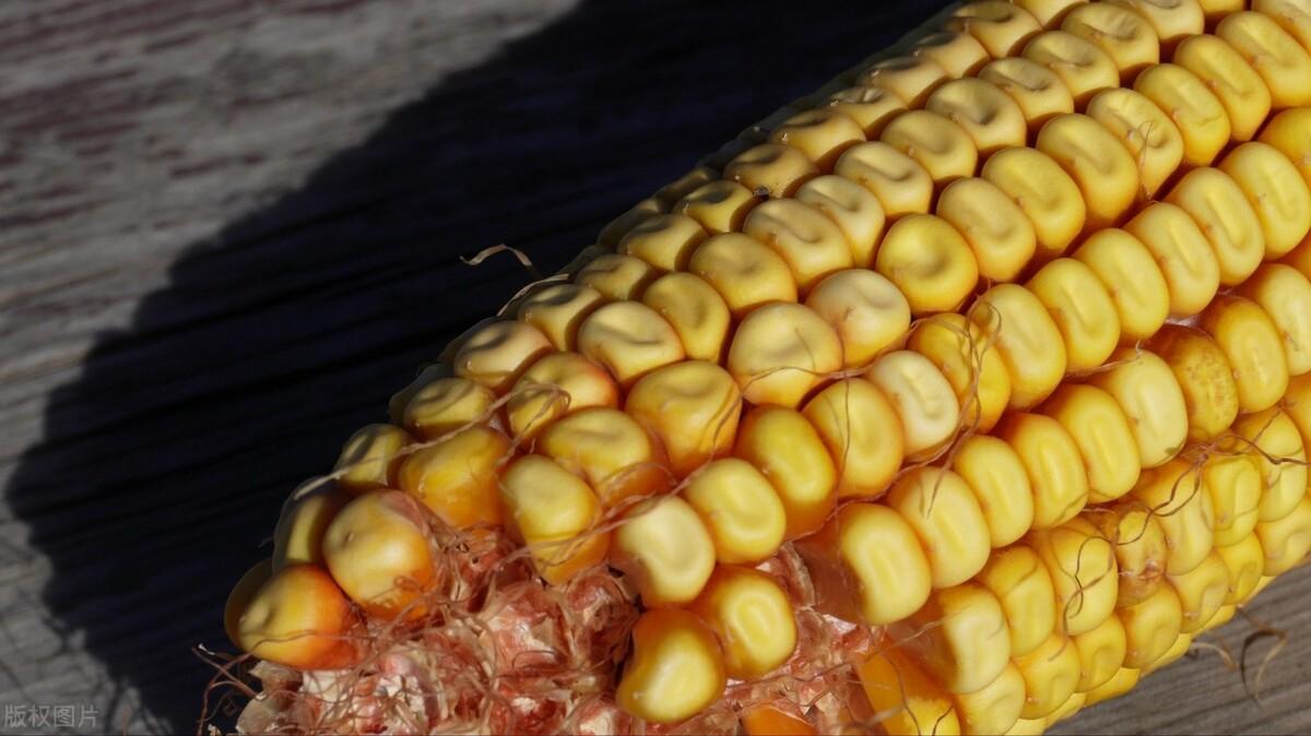 今日玉米價格全面解析,獲取市場行情與理解價格走勢的指南