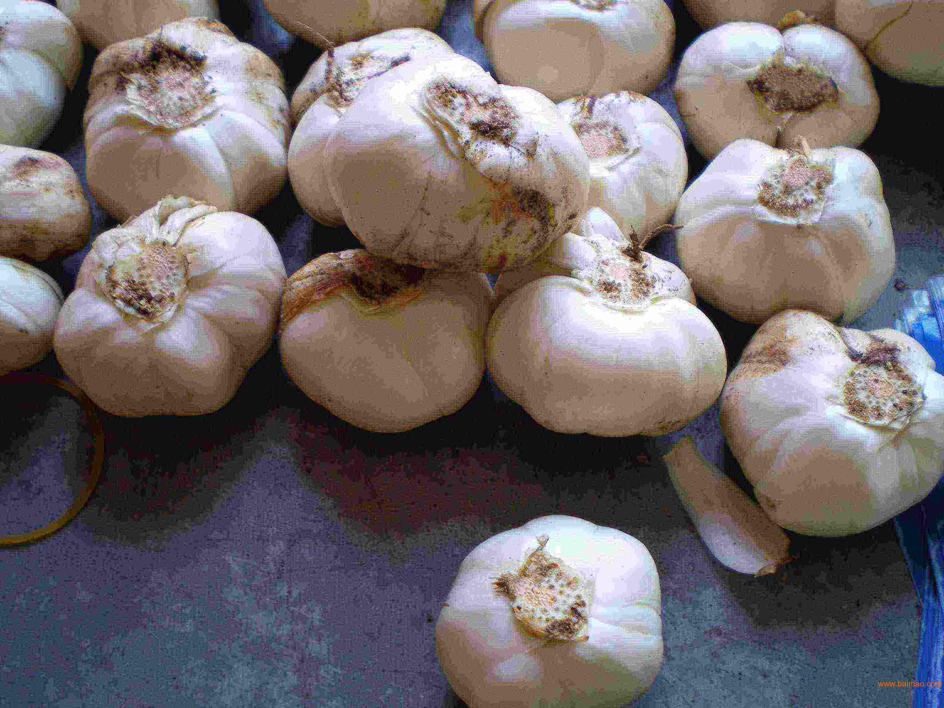 鮮百合價格走勢,市場變遷與獨特地位的體現