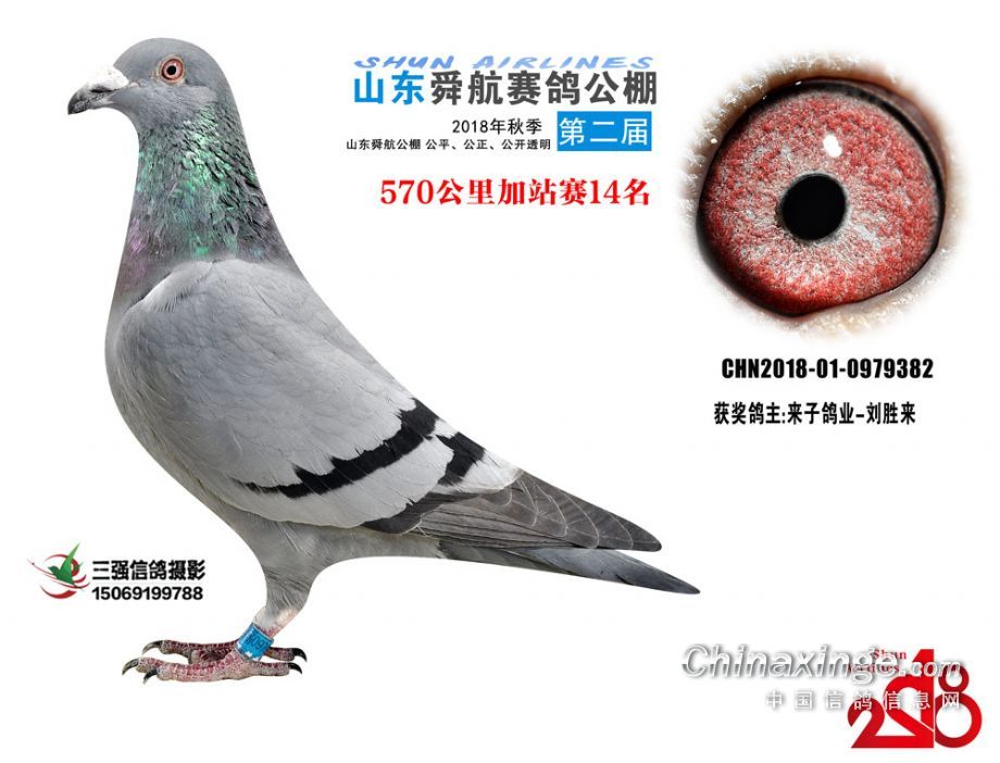 山東舜峰賽鴿公棚資訊,探討價值與影響力