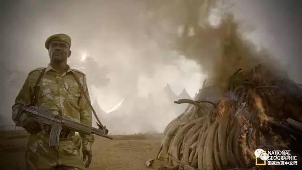 科技重塑價值,象牙藝術品新時代的來臨與象牙價格動態