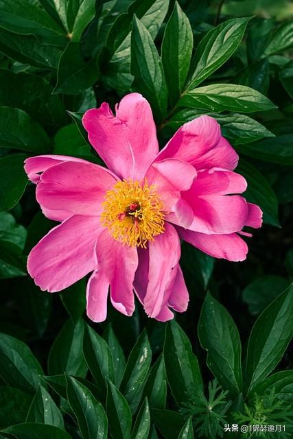 紅雙喜芬芳馥郁價(jià)格，一場(chǎng)自然美景的探尋之旅