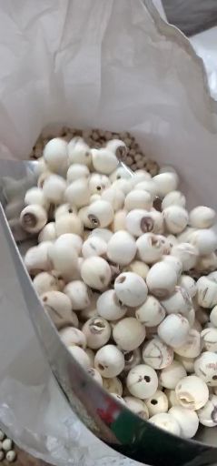 湘蓮價格行情詳解，如何了解與分析市場動態？