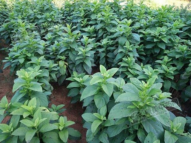 玄參最新行情入門指南,詳解、分析與預測