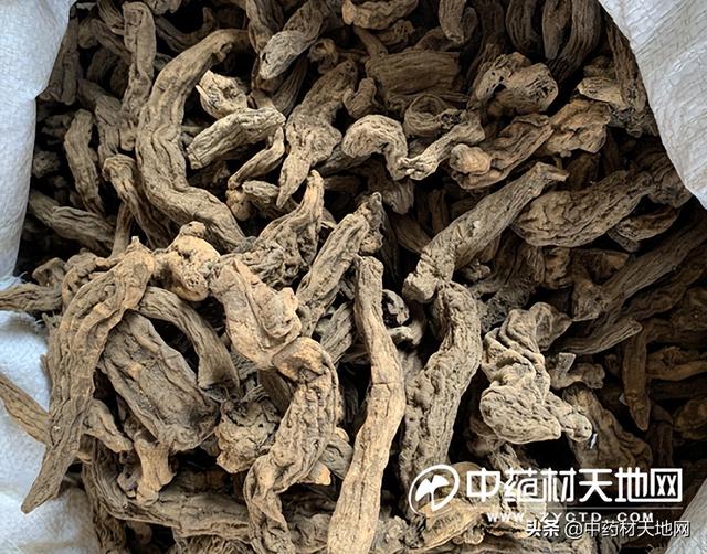 玄參最新行情入門指南,詳解、分析與預測