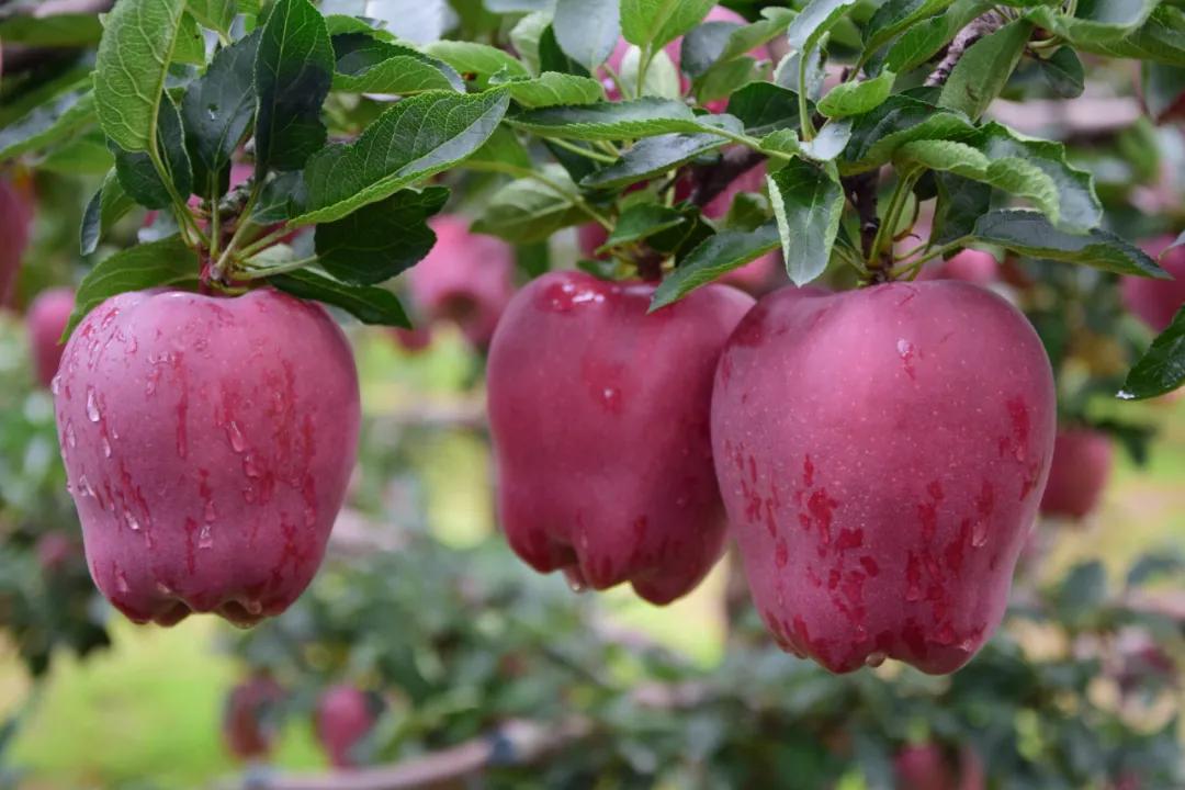 蘋果最新資訊深度解析與觀點闡述