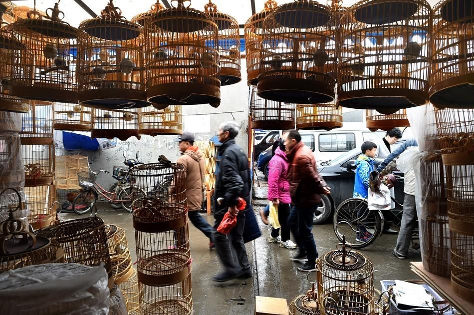 鳥籠行情，一場自然美景的浪漫探索之旅