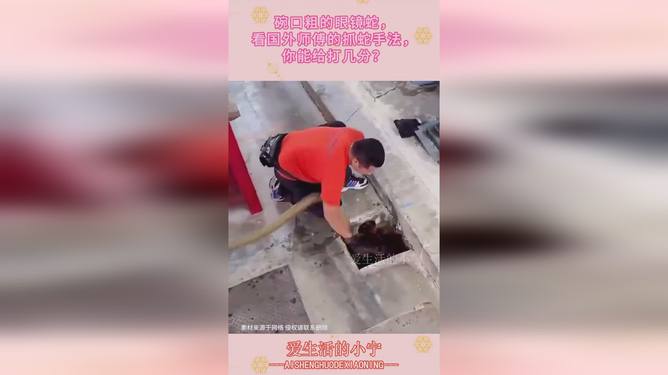 最新眼鏡蛇捕捉技巧揭秘,小巷深處的神秘小店帶你探索未知世界捕捉秘籍!