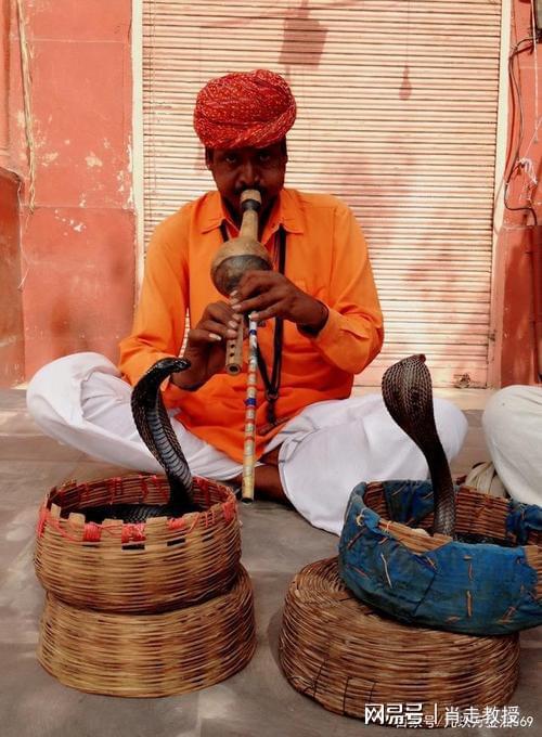 最新眼鏡蛇捕捉技巧揭秘,小巷深處的神秘小店帶你探索未知世界捕捉秘籍!