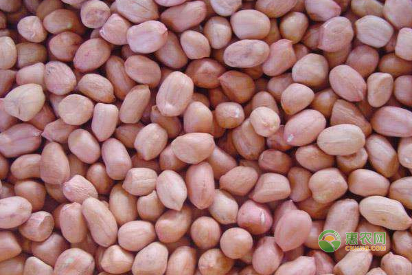 今日花生價格行情及動態更新