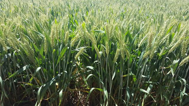 安徽小麥最新行情,科技引領重塑產業未來