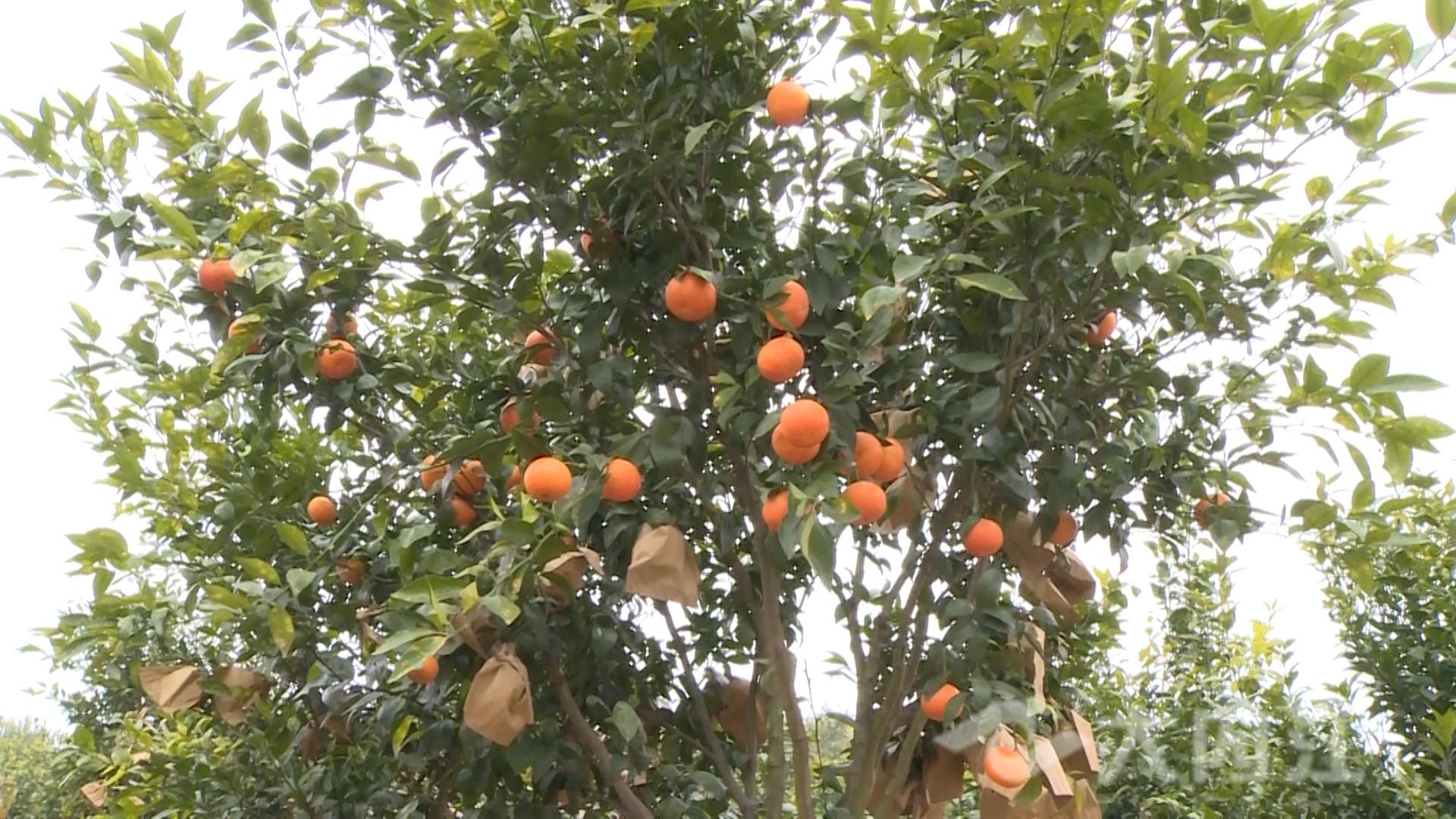 文旅上市公司投資分析與選擇指南,投資步驟與策略解析