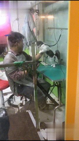 大刁民最新動態，觀點闡述與深度解析