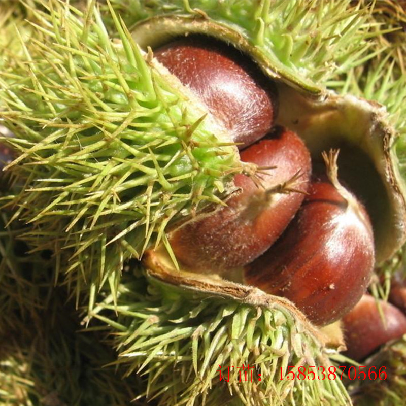 今年板栗價(jià)格行情分析