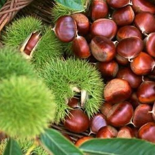 今年板栗價(jià)格行情分析