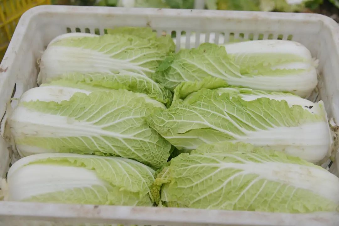 白菜批發(fā)市場價格動態(tài),自然美景背后的市場波動與旅行體驗之旅