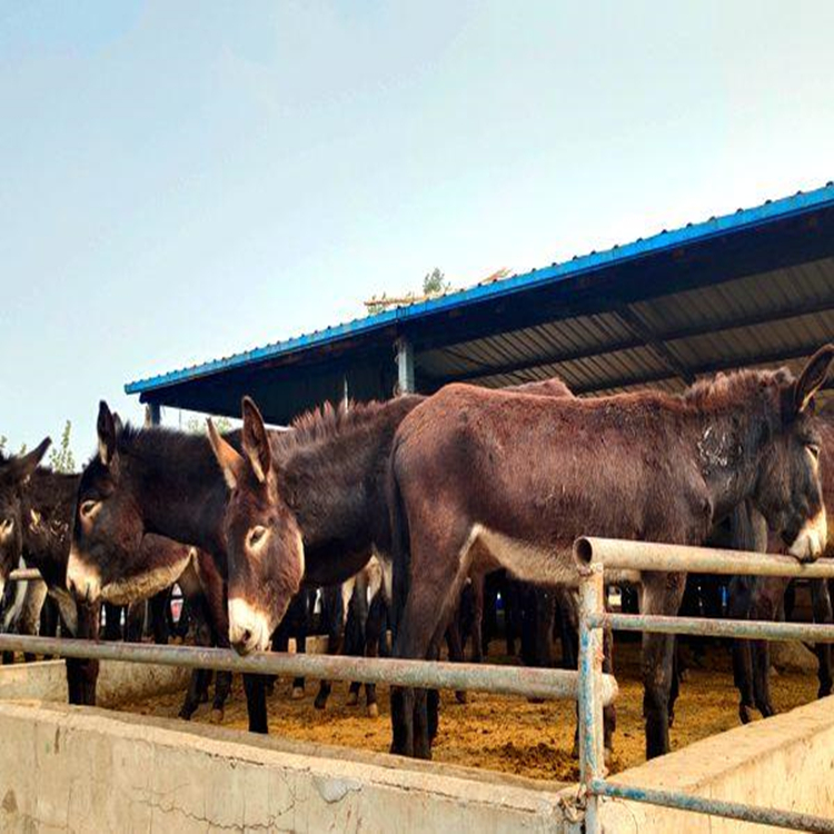 驢市行情中的溫情故事