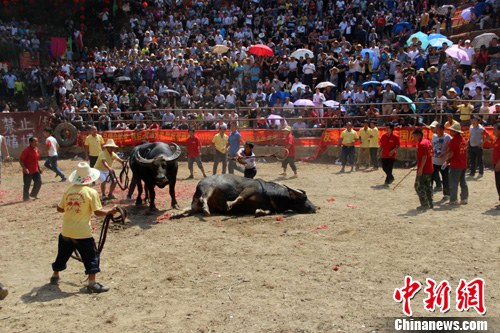 廣西牛王比賽，科技盛宴引領(lǐng)時代新潮視頻