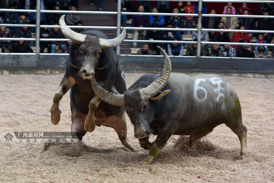 廣西牛王比賽,科技盛宴引領(lǐng)時代新潮視頻