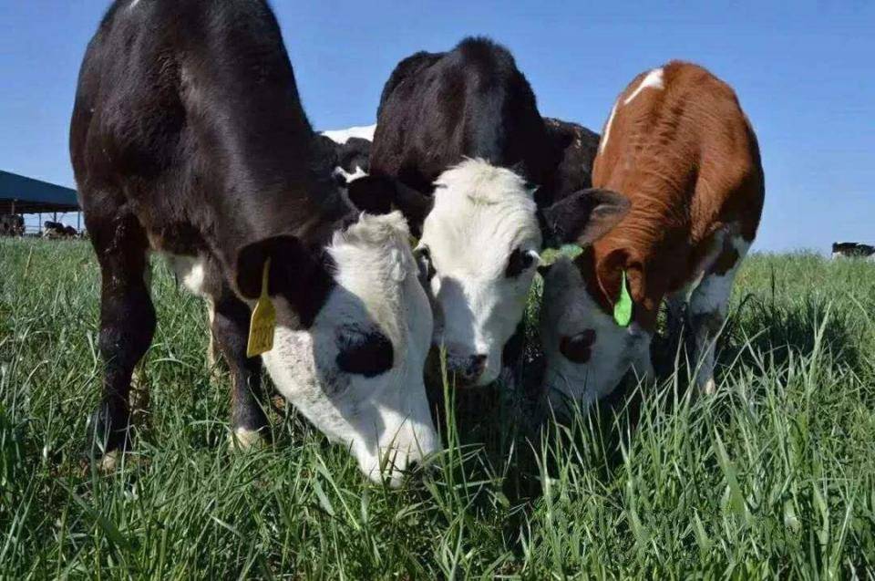 自然美景探險(xiǎn)之旅，最新歡快牛的奇妙旅程