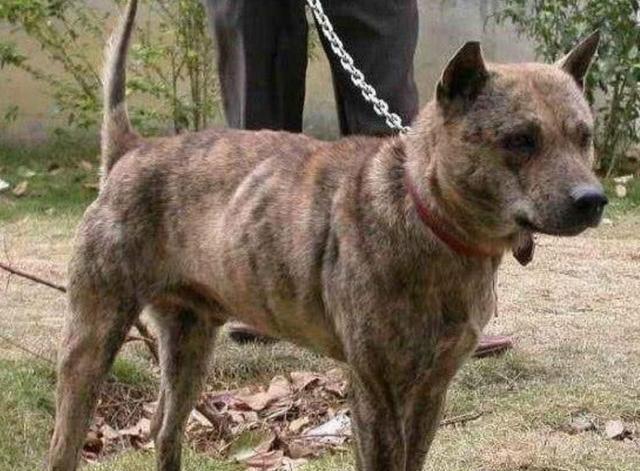 俄羅斯男明星,星光璀璨的時代巨匠