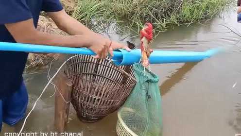 掌握最新捕魚技巧,輕松成為捕魚達人!