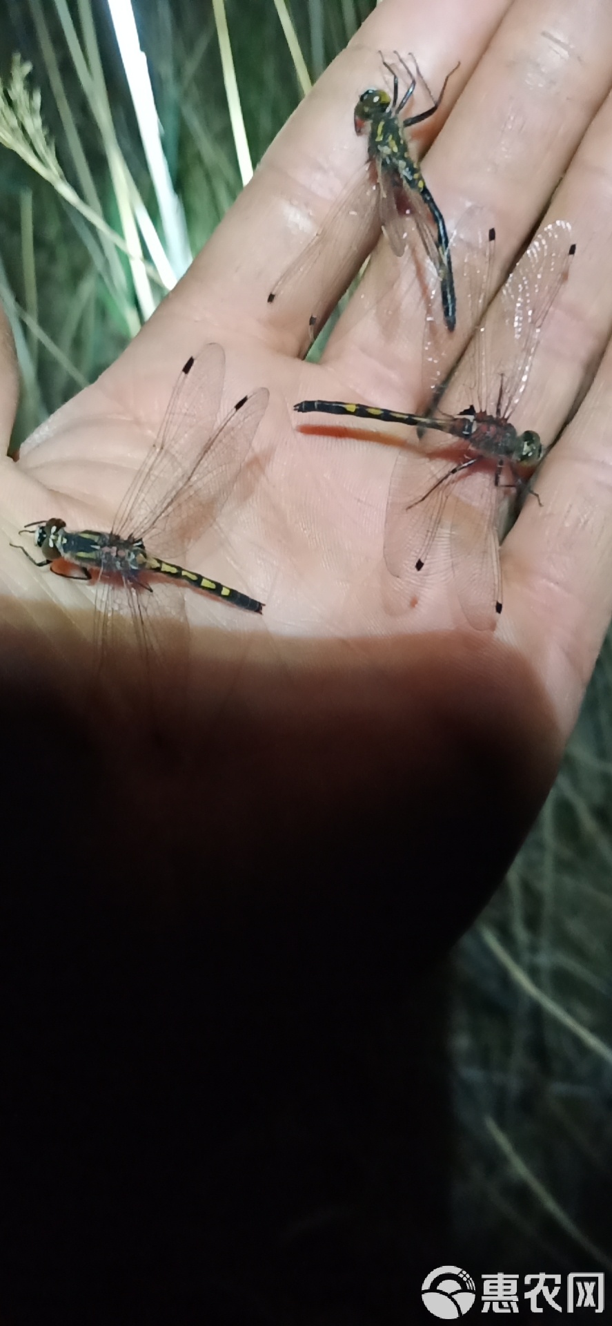 蜻蜓價格,蜻蜓價格，一場自然美景的旅行探索