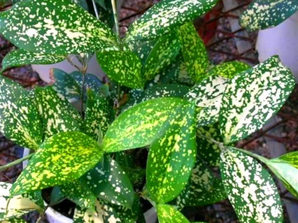 小說你的愛如星光最新章節更新速遞?