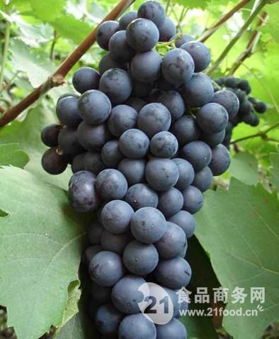 今日葡萄行情，葡萄的成長之旅與勵志人生啟示