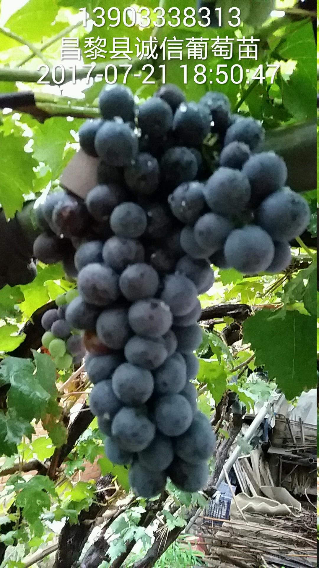 今日葡萄行情,葡萄的成長之旅與勵志人生啟示