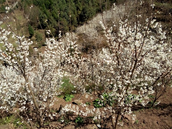赫章野馬川蓬勃發展新篇章的最新消息