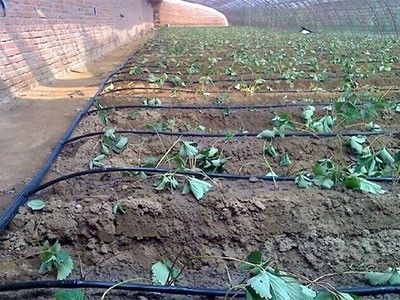 最新滴灌施肥技術，應用、影響及觀點闡述