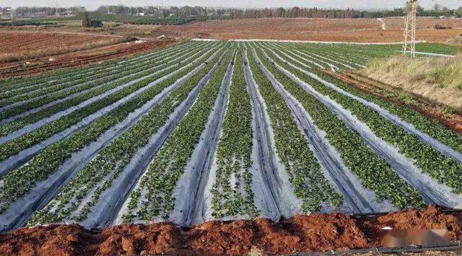 最新滴灌施肥技術,應用、影響及觀點闡述