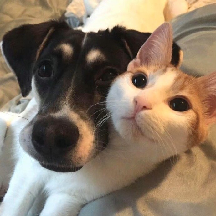 最新貓狗,時(shí)代寵兒的背景、歷程與地位