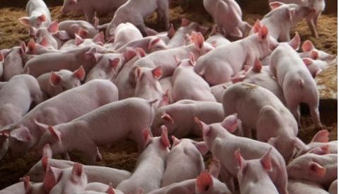 最新豬瘟深度分析與觀點闡述,全面解讀今年疫情態(tài)勢