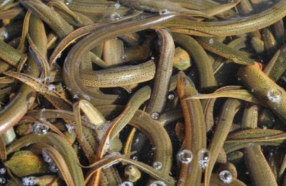 科技助力黃鱔價格更新，生活品質再升級